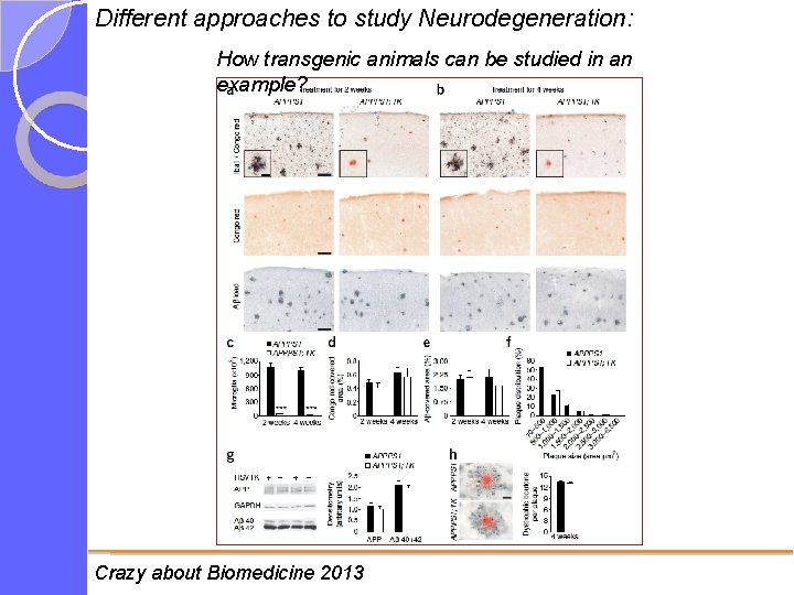 Different approaches to study Neurodegeneration: How transgenic animals can be studied in an example?