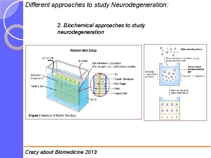 Different approaches to study Neurodegeneration: 2. Biochemical approaches to study neurodegeneration Crazy about Biomedicine