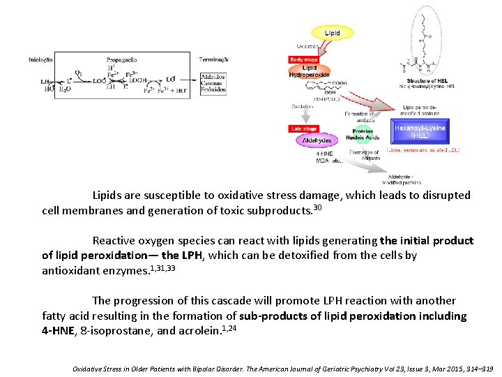 Lipids are susceptible to oxidative stress damage, which leads to disrupted cell membranes and