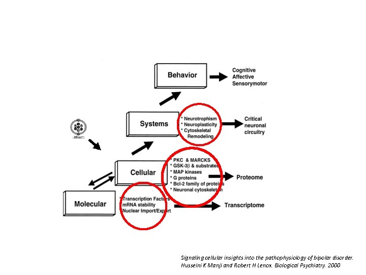 Signaling cellular insights into the pathophysiology of bipolar disorder. Husseini K Manji and Robert