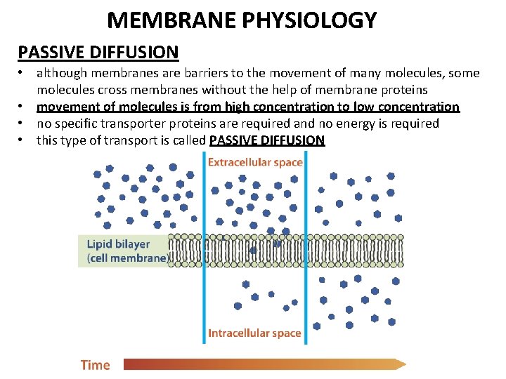 MEMBRANE PHYSIOLOGY PASSIVE DIFFUSION • although membranes are barriers to the movement of many