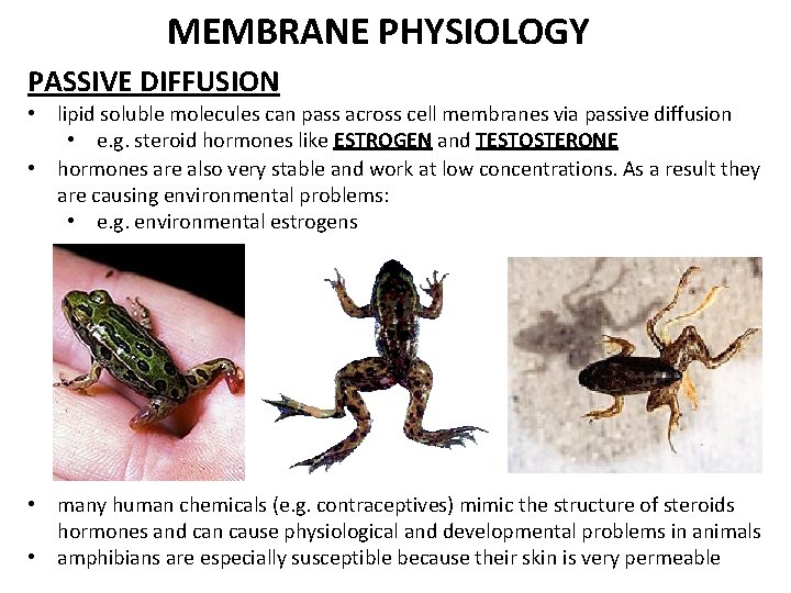 MEMBRANE PHYSIOLOGY PASSIVE DIFFUSION • lipid soluble molecules can pass across cell membranes via