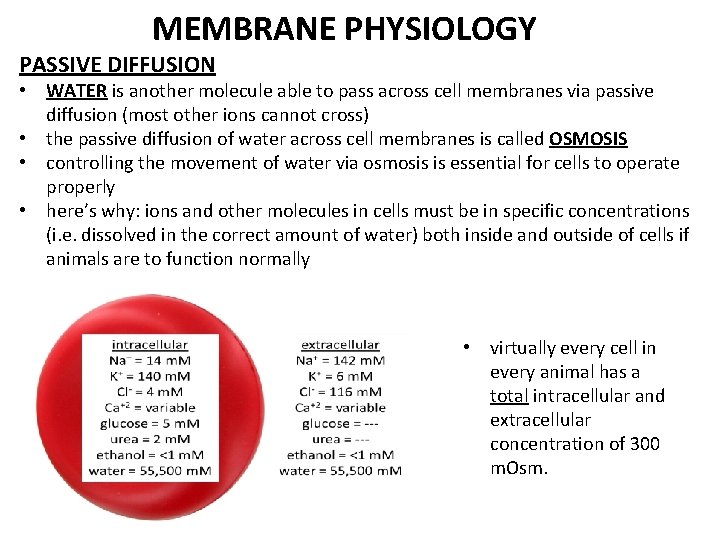 MEMBRANE PHYSIOLOGY PASSIVE DIFFUSION • WATER is another molecule able to pass across cell