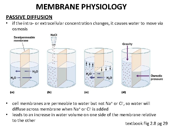 MEMBRANE PHYSIOLOGY PASSIVE DIFFUSION • if the intra- or extracellular concentration changes, it causes
