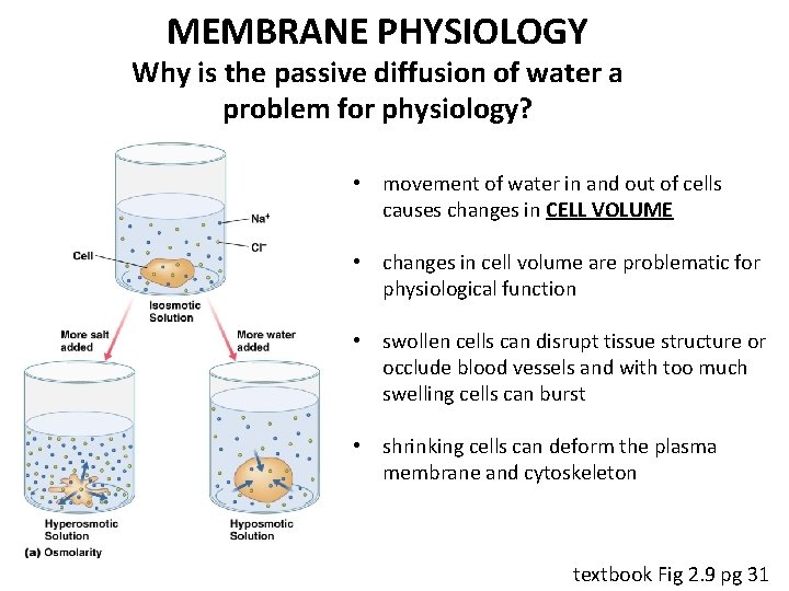 MEMBRANE PHYSIOLOGY Why is the passive diffusion of water a problem for physiology? •