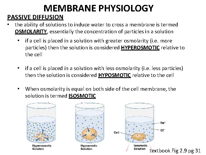 MEMBRANE PHYSIOLOGY PASSIVE DIFFUSION • the ability of solutions to induce water to cross