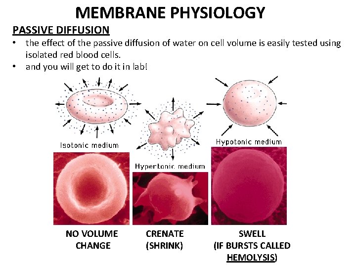 MEMBRANE PHYSIOLOGY PASSIVE DIFFUSION • the effect of the passive diffusion of water on