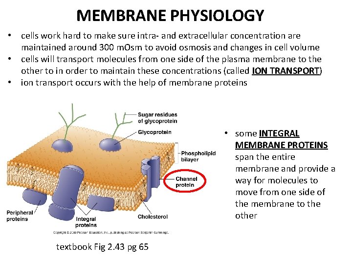 MEMBRANE PHYSIOLOGY • cells work hard to make sure intra- and extracellular concentration are