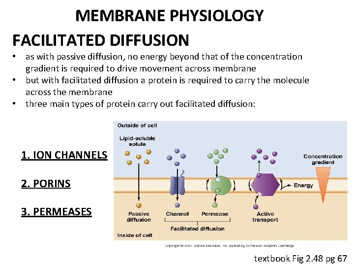 MEMBRANE PHYSIOLOGY FACILITATED DIFFUSION • as with passive diffusion, no energy beyond that of