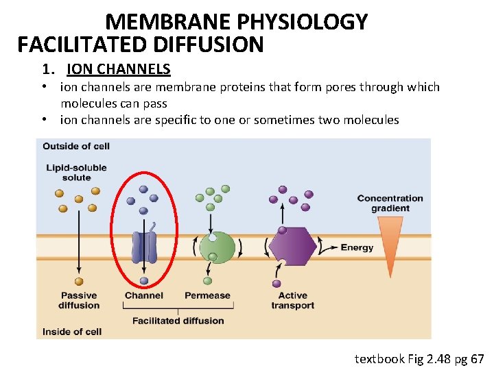 MEMBRANE PHYSIOLOGY FACILITATED DIFFUSION 1. ION CHANNELS • ion channels are membrane proteins that