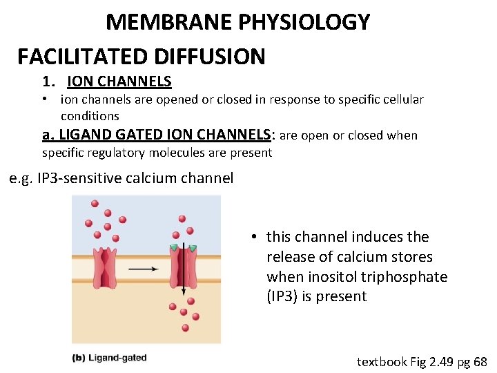 MEMBRANE PHYSIOLOGY FACILITATED DIFFUSION 1. ION CHANNELS • ion channels are opened or closed