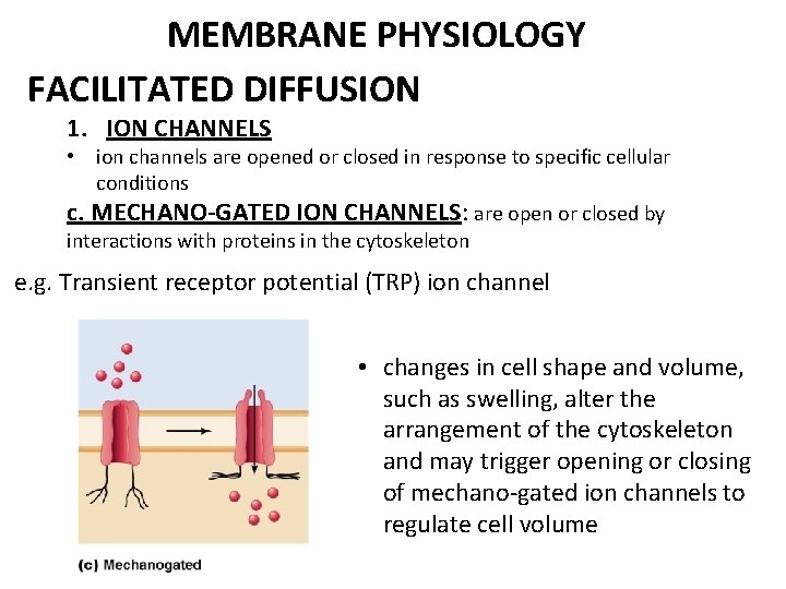 MEMBRANE PHYSIOLOGY FACILITATED DIFFUSION 1. ION CHANNELS • ion channels are opened or closed