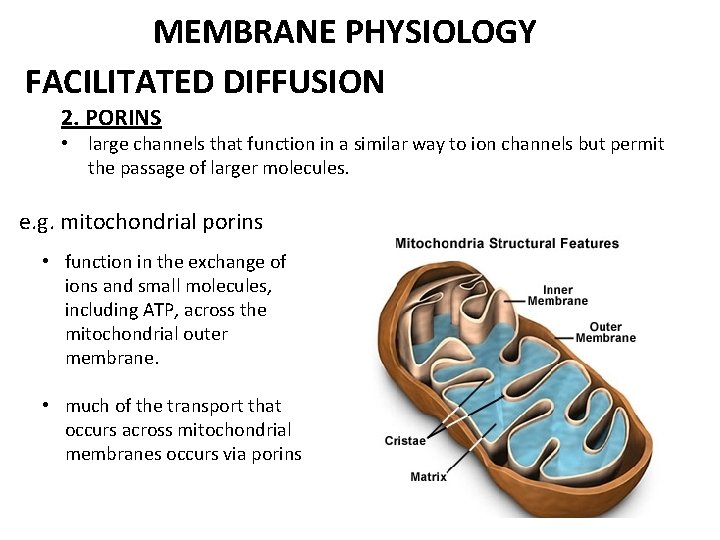 MEMBRANE PHYSIOLOGY FACILITATED DIFFUSION 2. PORINS • large channels that function in a similar