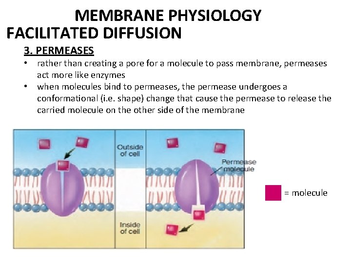 MEMBRANE PHYSIOLOGY FACILITATED DIFFUSION 3. PERMEASES • rather than creating a pore for a