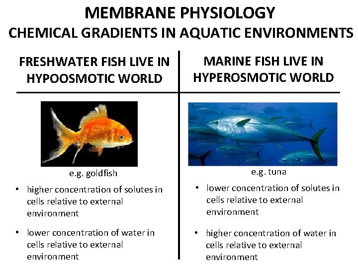 MEMBRANE PHYSIOLOGY CHEMICAL GRADIENTS IN AQUATIC ENVIRONMENTS FRESHWATER FISH LIVE IN HYPOOSMOTIC WORLD e.