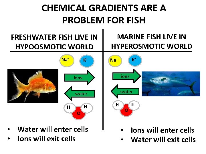 CHEMICAL GRADIENTS ARE A PROBLEM FOR FISH FRESHWATER FISH LIVE IN HYPOOSMOTIC WORLD Na+