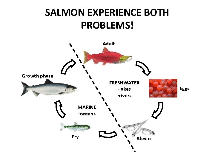 SALMON EXPERIENCE BOTH PROBLEMS! Adult Growth phase FRESHWATER -lakes -rivers MARINE -oceans Fry Alevin
