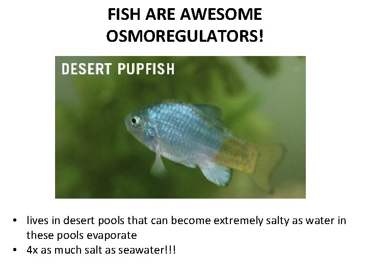 FISH ARE AWESOME OSMOREGULATORS! • lives in desert pools that can become extremely salty