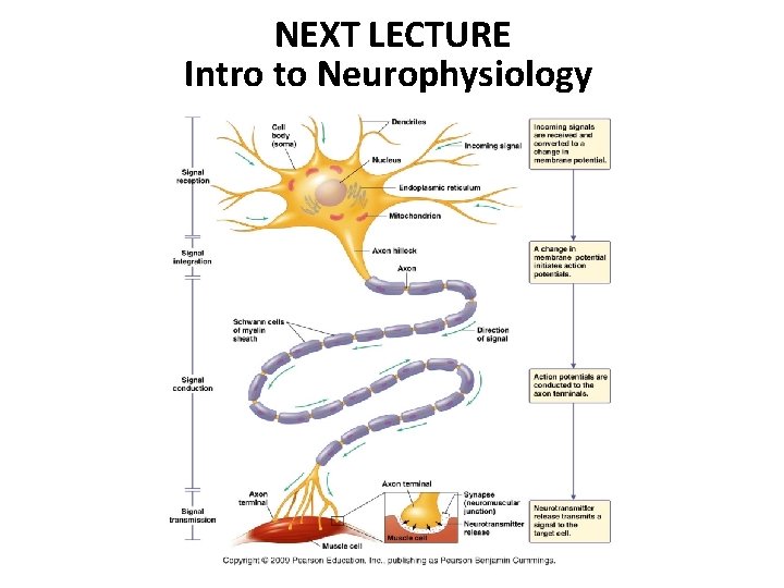 NEXT LECTURE Intro to Neurophysiology 