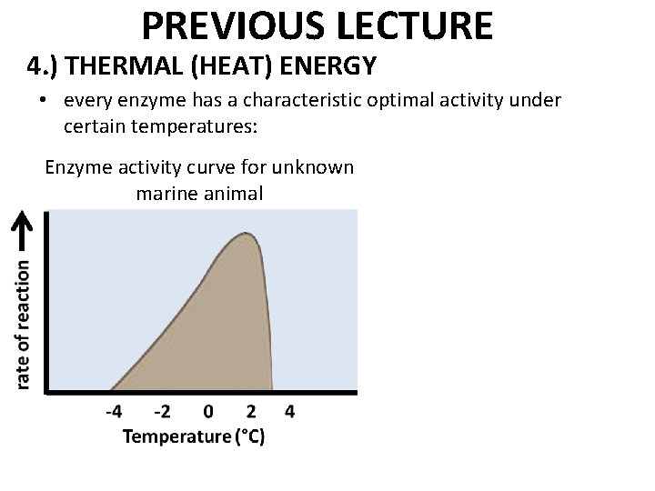 PREVIOUS LECTURE 4. ) THERMAL (HEAT) ENERGY • every enzyme has a characteristic optimal