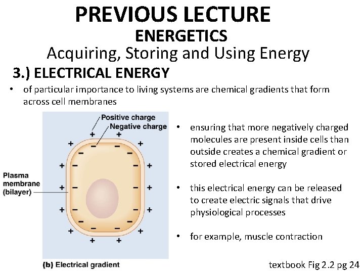 PREVIOUS LECTURE ENERGETICS Acquiring, Storing and Using Energy 3. ) ELECTRICAL ENERGY • of