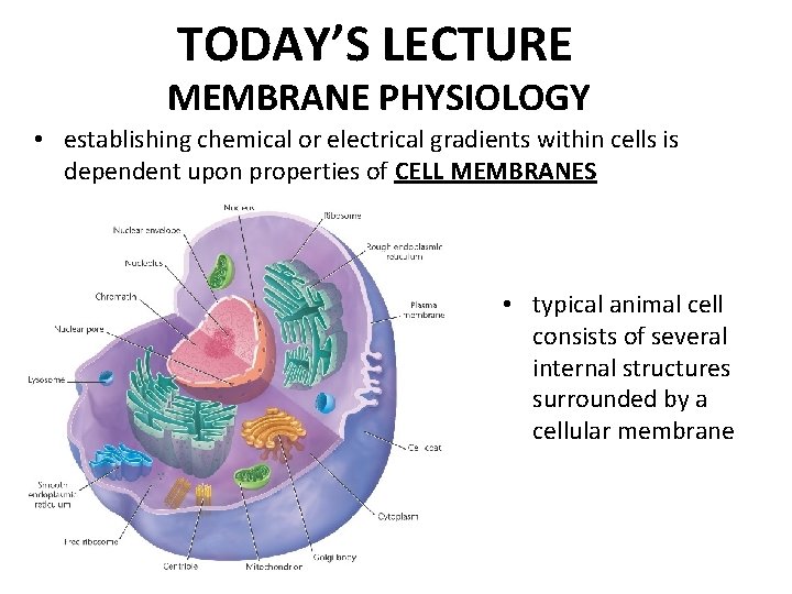 TODAY’S LECTURE MEMBRANE PHYSIOLOGY • establishing chemical or electrical gradients within cells is dependent