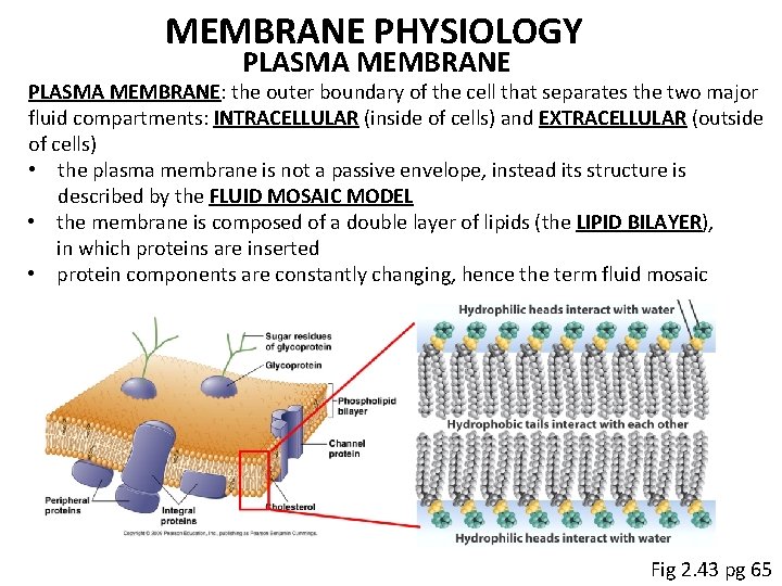 MEMBRANE PHYSIOLOGY PLASMA MEMBRANE: the outer boundary of the cell that separates the two
