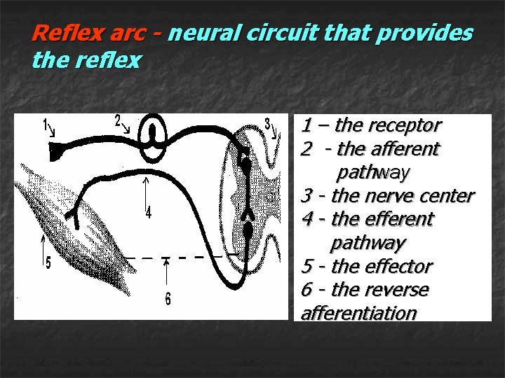 Reflex arc - neural circuit that provides the reflex 1 – the receptor 2