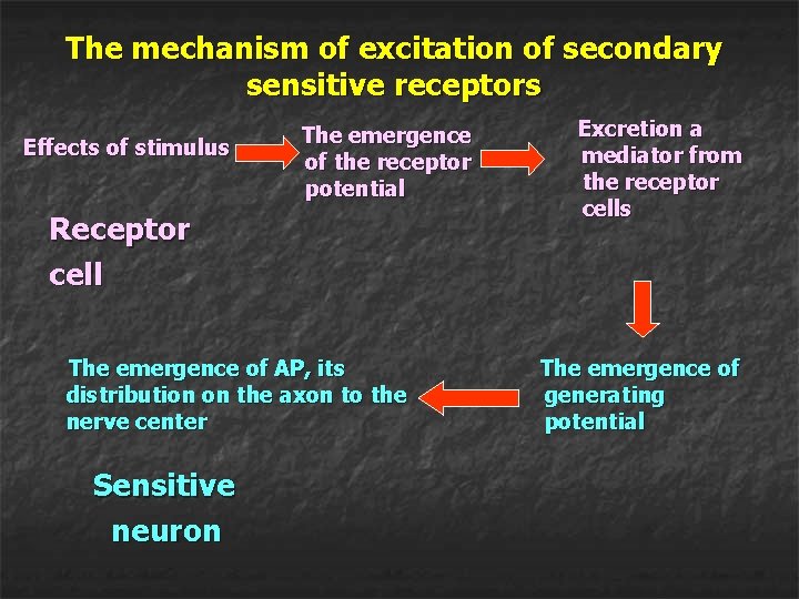 The mechanism of excitation of secondary sensitive receptors Effects of stimulus The emergence of