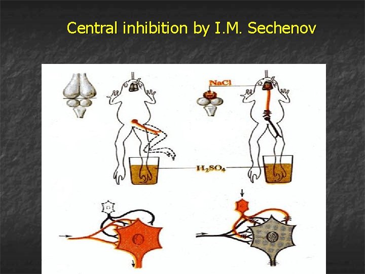 Central inhibition by I. M. Sechenov 