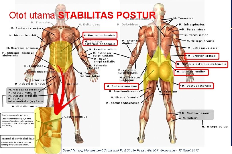 Otot utama STABILITAS POSTUR Seminar Nasional: “Updated Evidence Based Nursing Management Stroke and Post