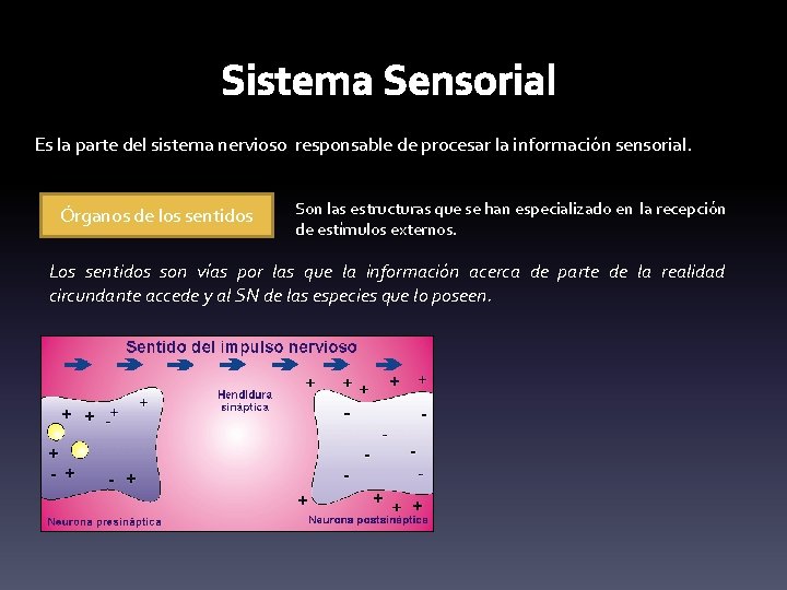 Sistema Sensorial Es la parte del sistema nervioso responsable de procesar la información sensorial.