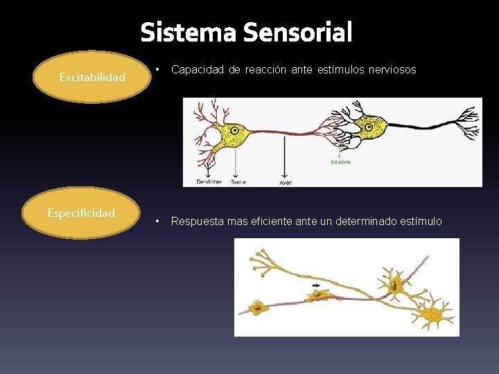 Sistema Sensorial Excitabilidad Especificidad • Capacidad de reacción ante estímulos nerviosos de los receptores