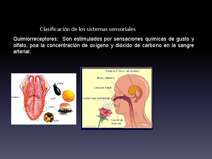 Clasificación de los sistemas sensoriales Quimiorreceptores: Son estimulados por sensaciones químicas de gusto y