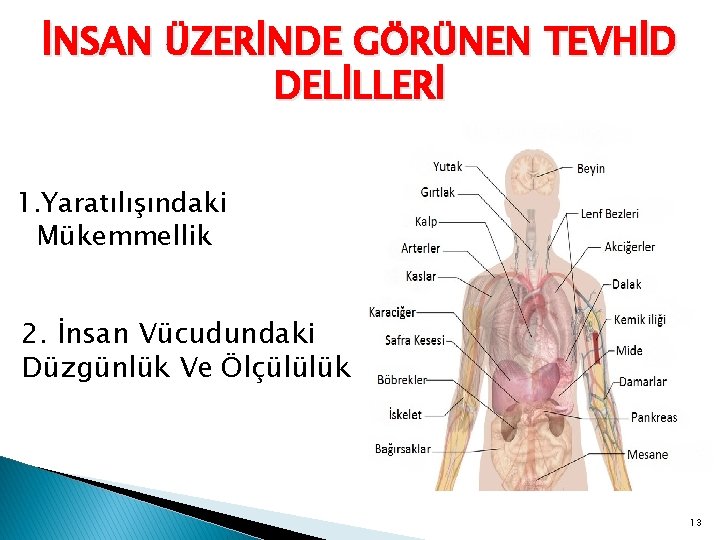 İNSAN ÜZERİNDE GÖRÜNEN TEVHİD DELİLLERİ 1. Yaratılışındaki Mükemmellik 2. İnsan Vücudundaki Düzgünlük Ve Ölçülülük