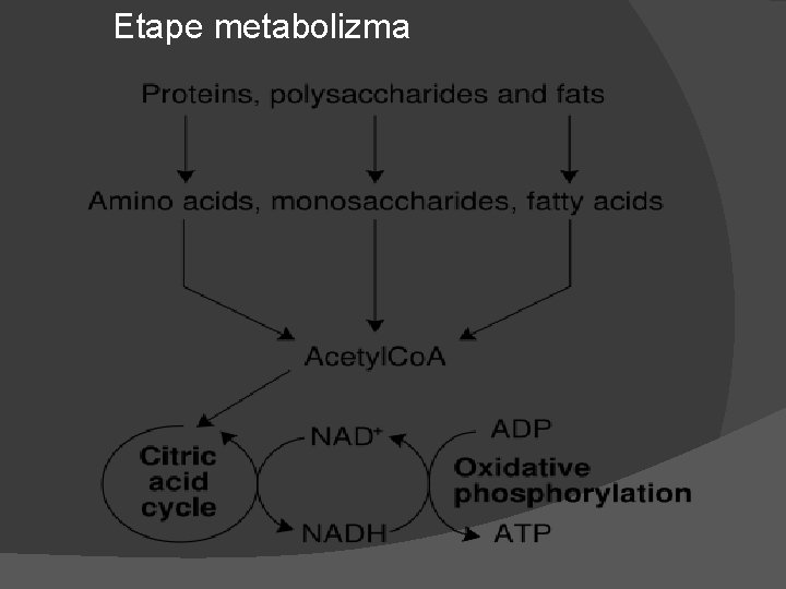 Etape metabolizma Etape metabolizma