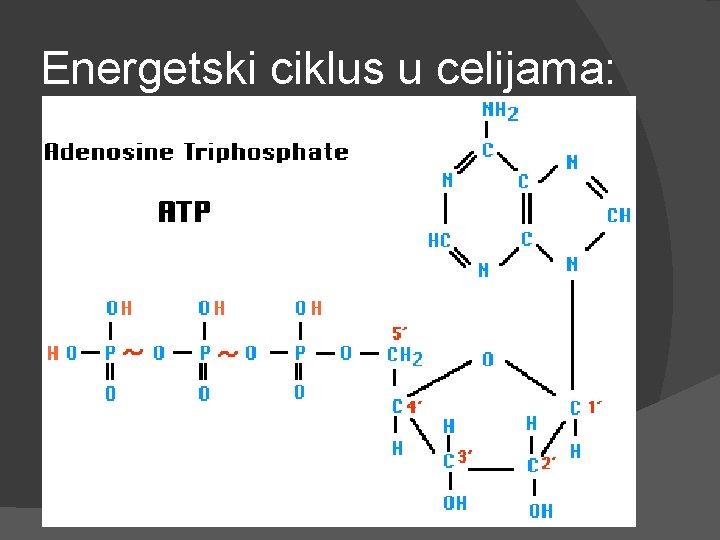 Energetski ciklus u celijama: Energetski ciklus u celijama: