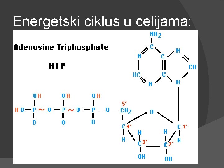 Energetski ciklus u celijama: 