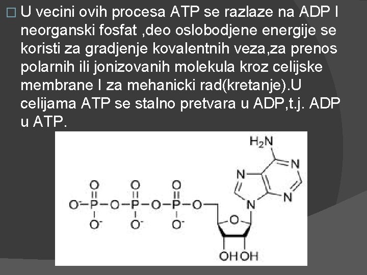 � U vecini ovih procesa ATP se razlaze na ADP I neorganski fosfat , � U vecini ovih procesa ATP se razlaze na ADP I neorganski fosfat ,