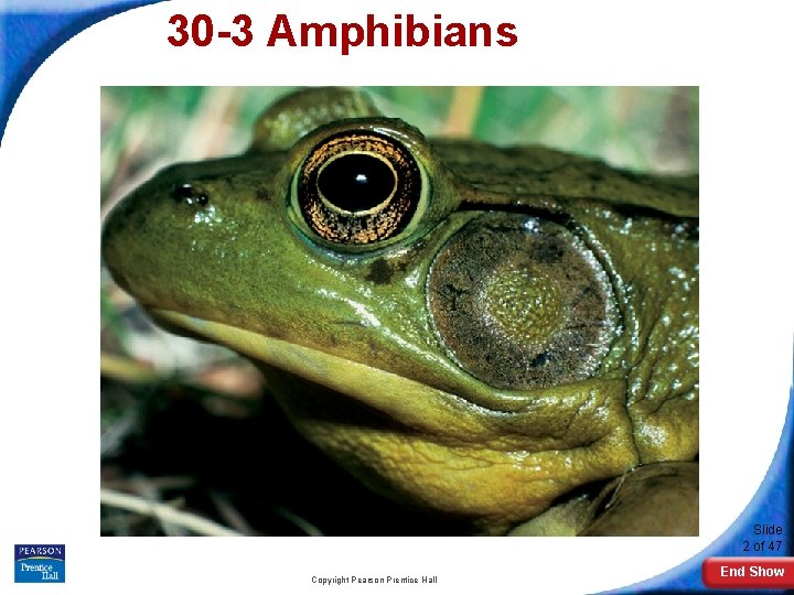 30 -3 Amphibians Slide 2 of 47 Copyright Pearson Prentice Hall End Show 