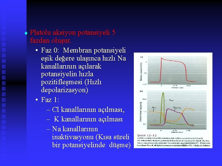 t Platolu aksiyon potansiyeli 5 fazdan oluşur. • Faz 0: Membran potansiyeli eşik değere