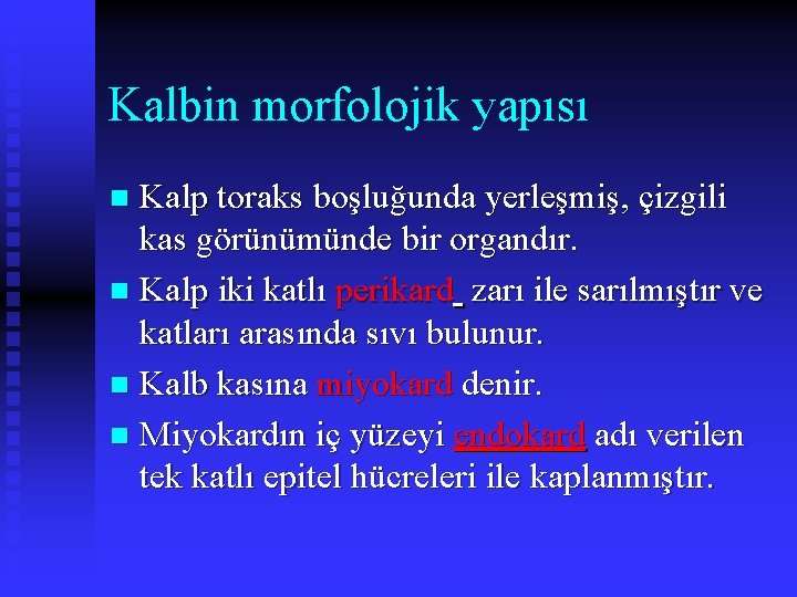 Kalbin morfolojik yapısı Kalp toraks boşluğunda yerleşmiş, çizgili kas görünümünde bir organdır. n Kalp