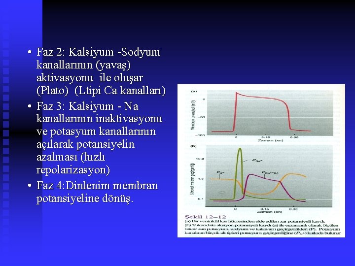  • Faz 2: Kalsiyum -Sodyum kanallarının (yavaş) aktivasyonu ile oluşar (Plato) (Ltipi Ca