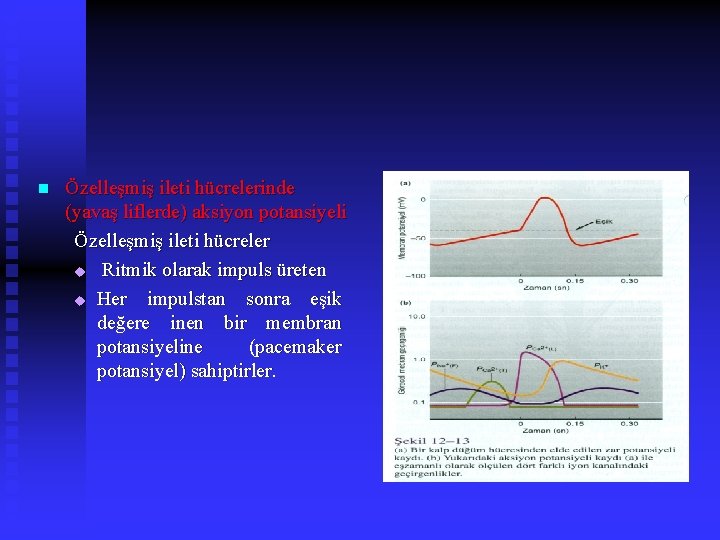 n Özelleşmiş ileti hücrelerinde (yavaş liflerde) aksiyon potansiyeli Özelleşmiş ileti hücreler u Ritmik olarak