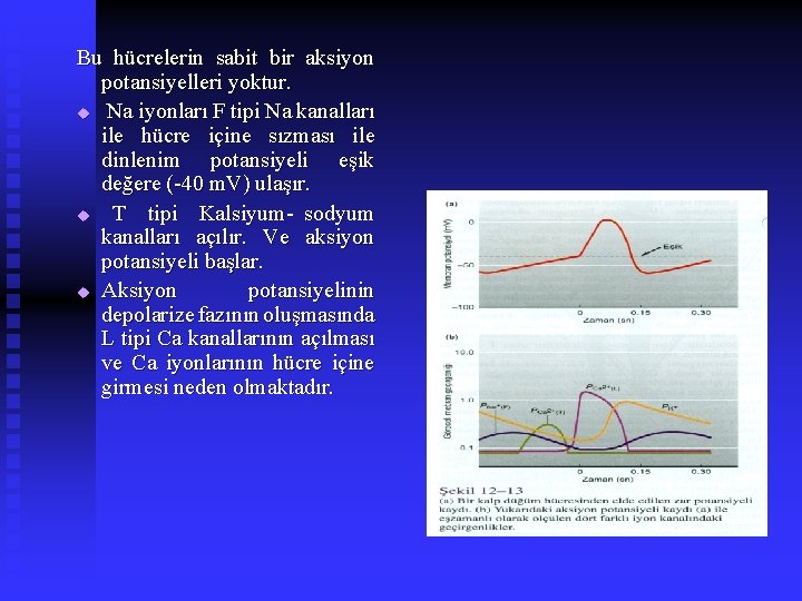 Bu hücrelerin sabit bir aksiyon potansiyelleri yoktur. u Na iyonları F tipi Na kanalları