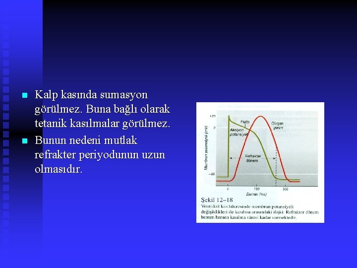 n n Kalp kasında sumasyon görülmez. Buna bağlı olarak tetanik kasılmalar görülmez. Bunun nedeni