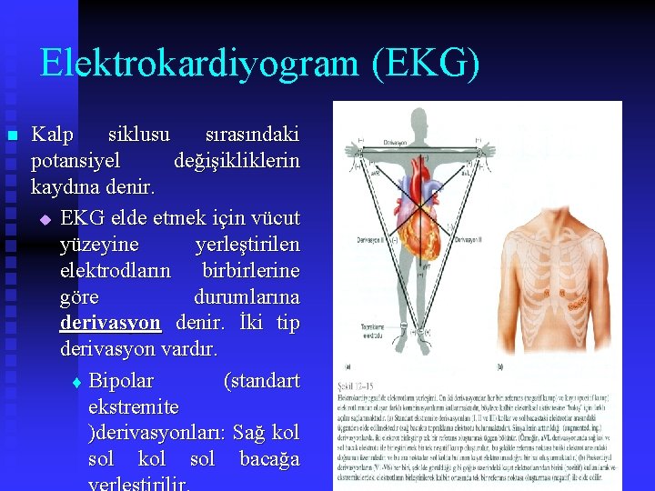 Elektrokardiyogram (EKG) n Kalp siklusu sırasındaki potansiyel değişikliklerin kaydına denir. u EKG elde etmek