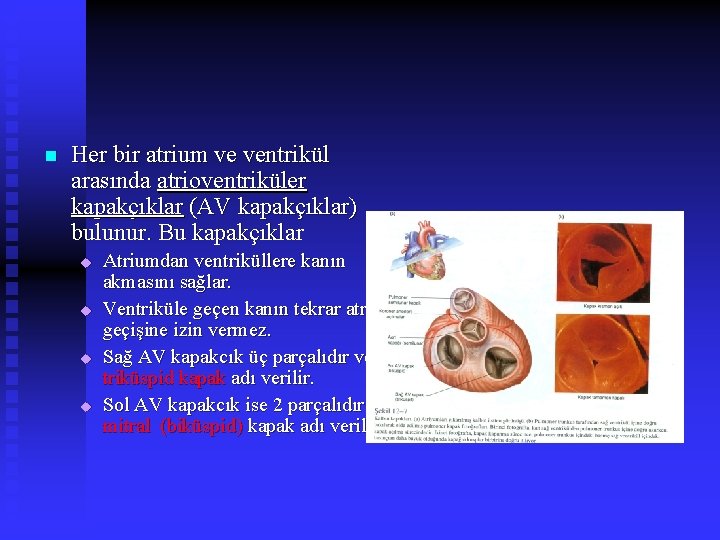 n Her bir atrium ve ventrikül arasında atrioventriküler kapakçıklar (AV kapakçıklar) bulunur. Bu kapakçıklar