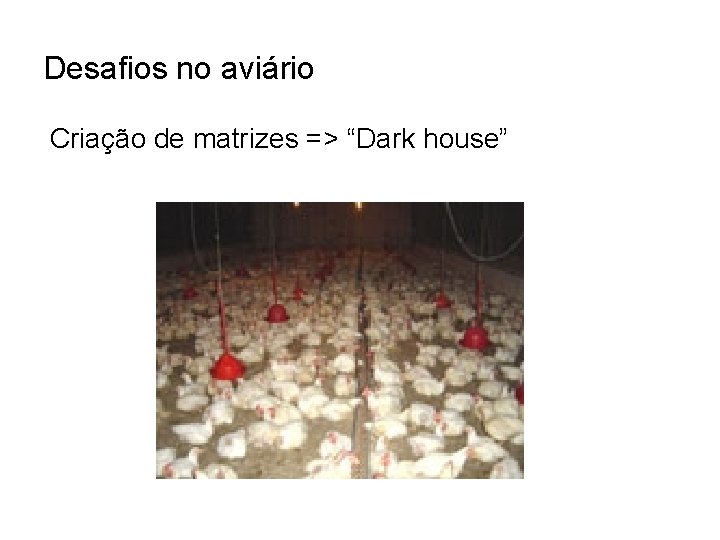 Desafios no aviário Criação de matrizes => “Dark house” 