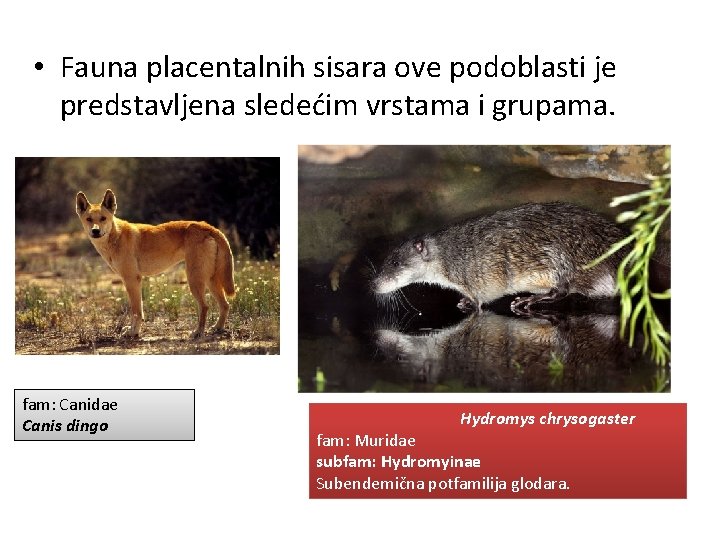  • Fauna placentalnih sisara ove podoblasti je predstavljena sledećim vrstama i grupama. fam: